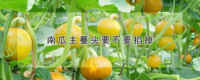 南瓜主蔓头要不要掐掉