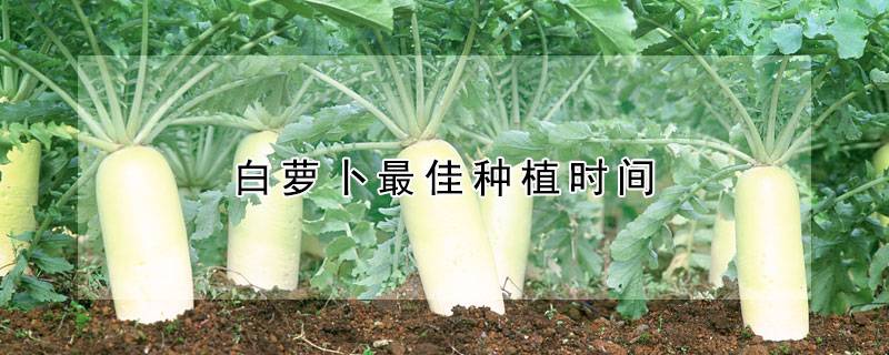 白萝卜最佳种植时间