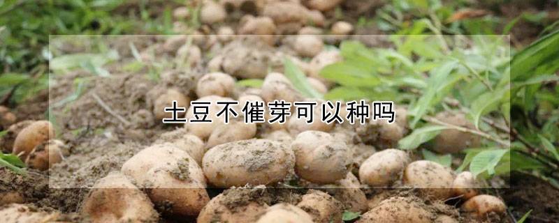 土豆不催芽可以种吗