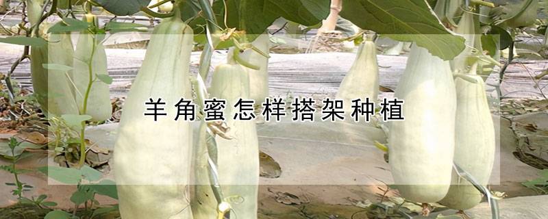羊角蜜怎样搭架种植